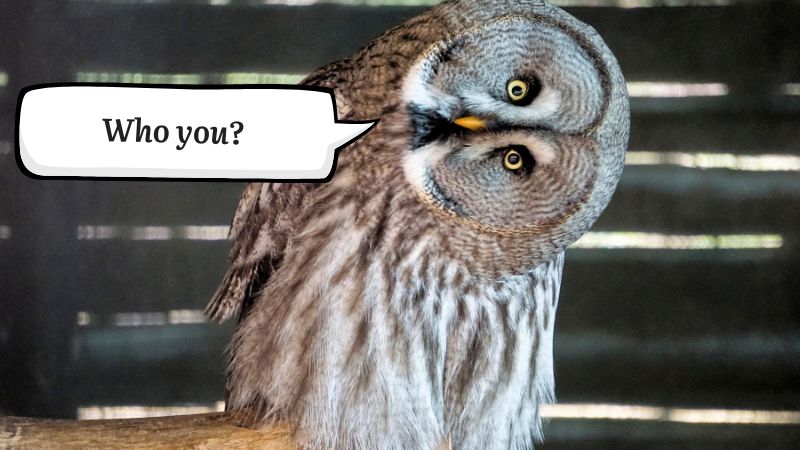 a barn own with a tilted head staring at the user with a thought bubble "Who you?"