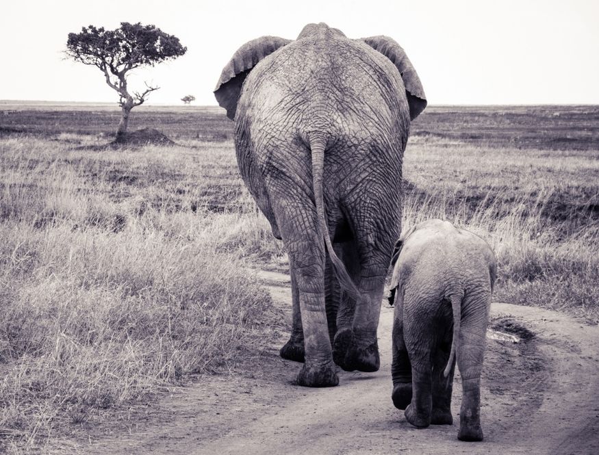 a black and white photo of a mother and baby elephant walking away from the viewer on an arid landscape with a single tree in the background