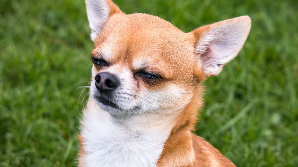 squinting small dog on grass