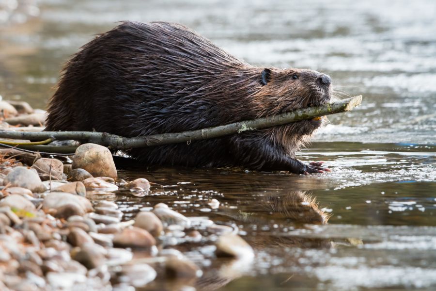 beaver carrying a stick in its mouth, surrounded by water and small rocks