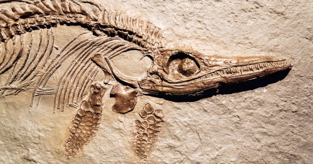 detail of an ichthyosaurus fossil with head, fins, and part of the ribcage