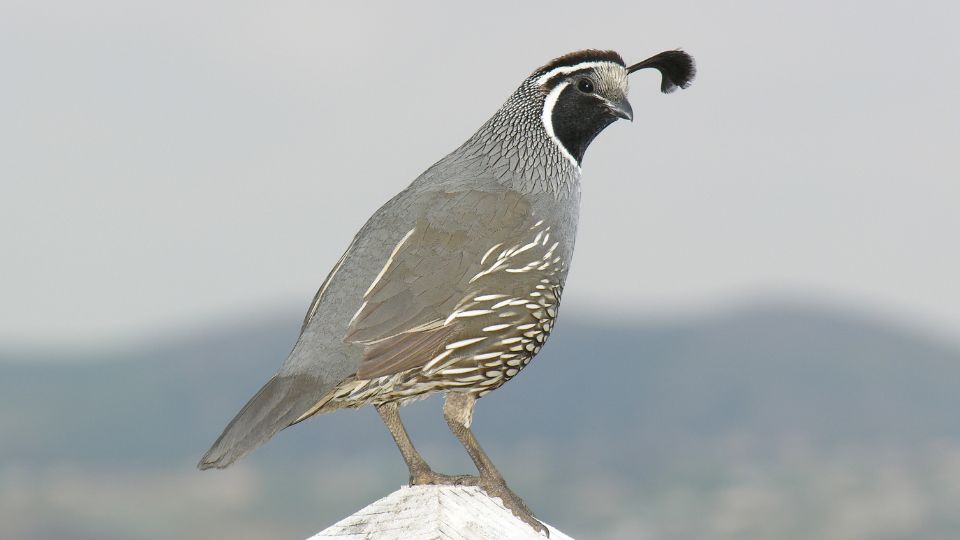 california quail perched on a white post staring at viewer